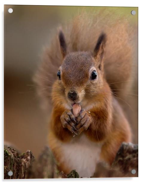 Red Squirrel Portrait Acrylic by Jennie Franklin