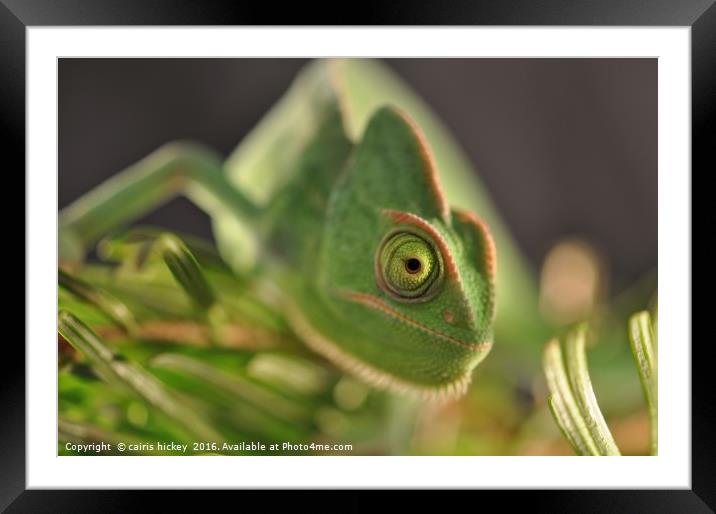Chameleon Framed Mounted Print by cairis hickey