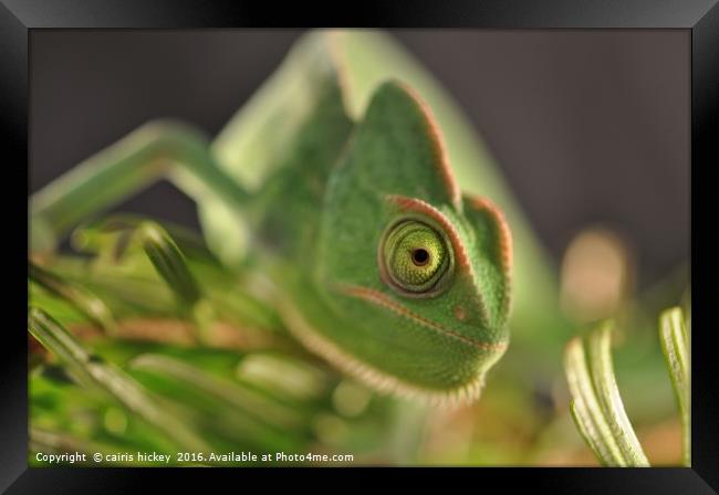 Chameleon Framed Print by cairis hickey