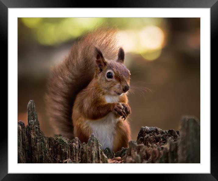 Red Squirrel on Brownsea Island Framed Mounted Print by Jennie Franklin