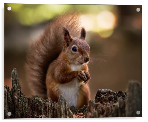 Red Squirrel on Brownsea Island Acrylic by Jennie Franklin