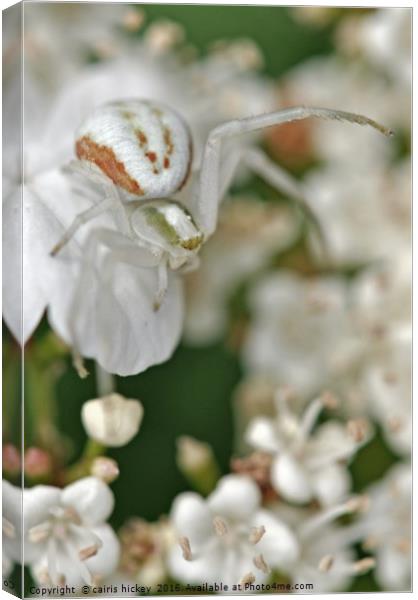 Crab spider Canvas Print by cairis hickey