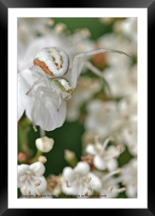 Crab spider Framed Mounted Print by cairis hickey