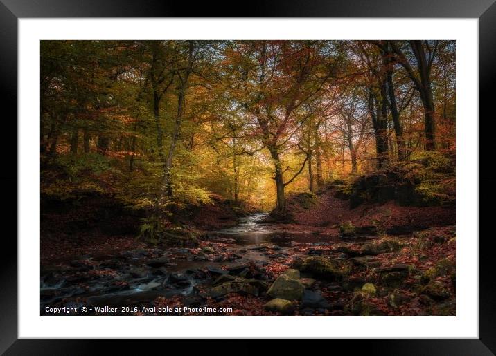 Autumn comes to Tockholes Framed Mounted Print by - Walker