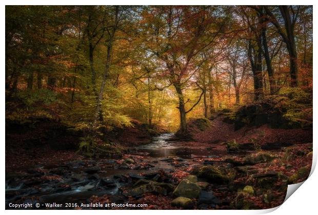 Autumn comes to Tockholes Print by - Walker