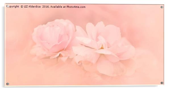 Pastel Pink Roses Acrylic by LIZ Alderdice