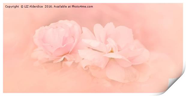 Pastel Pink Roses Print by LIZ Alderdice