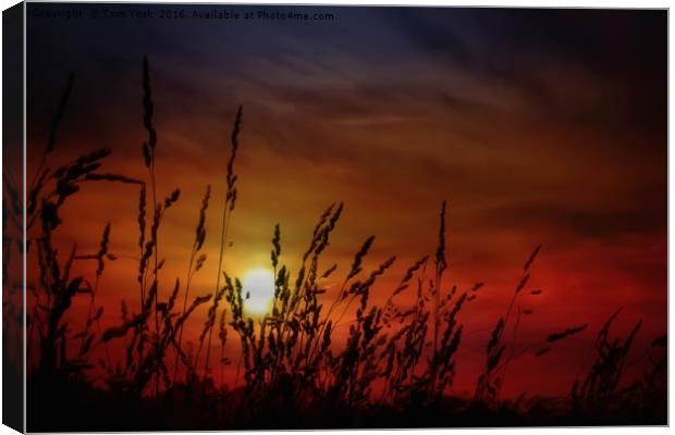 Nocturnal Sunset Canvas Print by Tom York