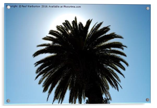 Palm Tree Silhouette Acrylic by Paul Warburton