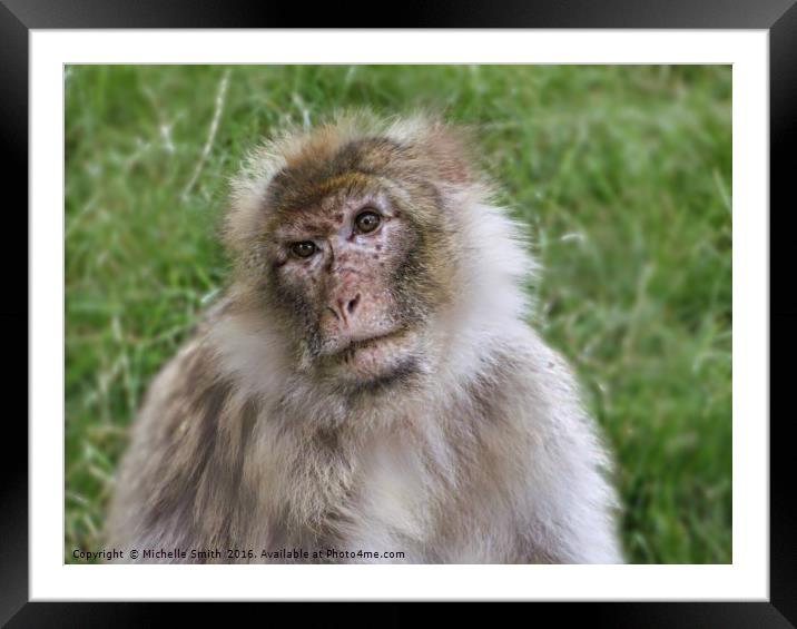 Monkey Thoughts Framed Mounted Print by Michelle Smith