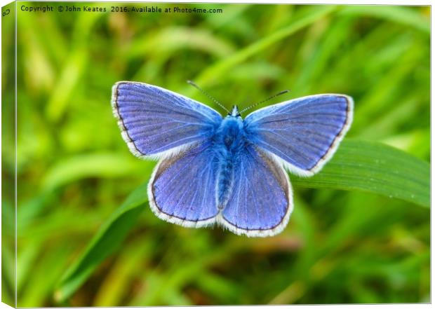 A male Common Blue (Polyommatus icarus) butterfly  Canvas Print by John Keates