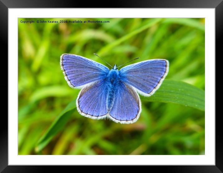 A male Common Blue (Polyommatus icarus) butterfly  Framed Mounted Print by John Keates