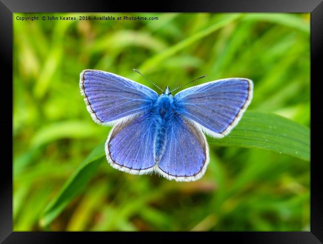 A male Common Blue (Polyommatus icarus) butterfly  Framed Print by John Keates