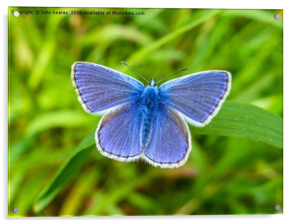 A male Common Blue (Polyommatus icarus) butterfly  Acrylic by John Keates