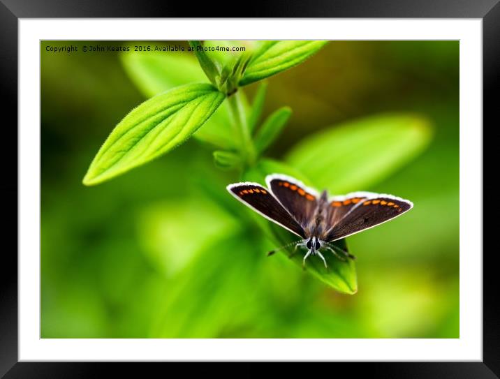 A Brown Argus Butterfly Framed Mounted Print by John Keates