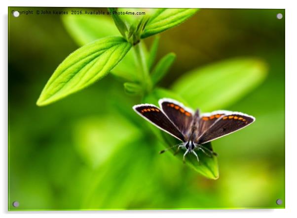 A Brown Argus Butterfly Acrylic by John Keates