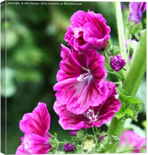 Pink flowers of a Hollyhock Canvas Print by John Keates
