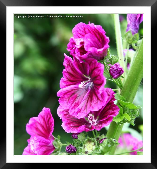 Pink flowers of a Hollyhock Framed Mounted Print by John Keates