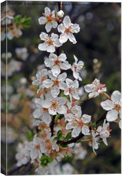 blossom Canvas Print by Becky shorting