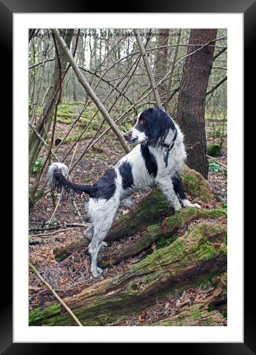 Manny at Reffley Woodland Framed Mounted Print by Becky shorting