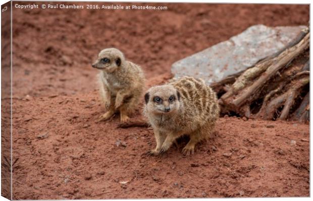Adorable Meerkats at Play Canvas Print by Paul Chambers