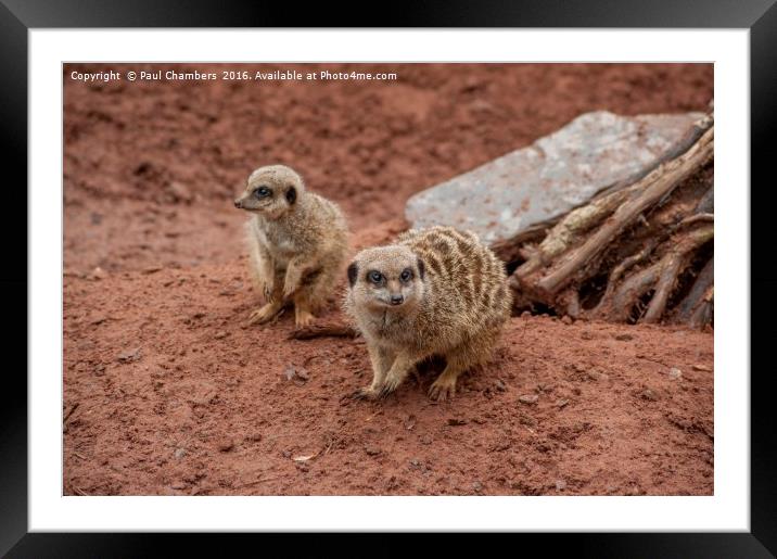 Adorable Meerkats at Play Framed Mounted Print by Paul Chambers