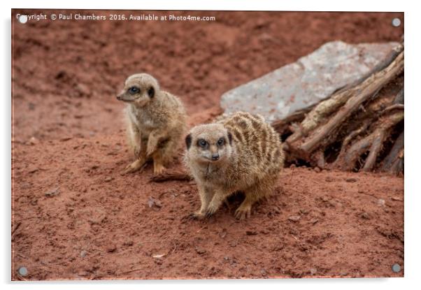 Adorable Meerkats at Play Acrylic by Paul Chambers