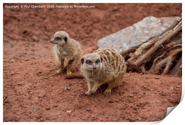 Adorable Meerkats at Play Print by Paul Chambers
