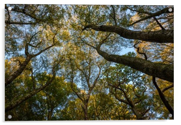 English woodland in autumn Acrylic by Andrew Kearton