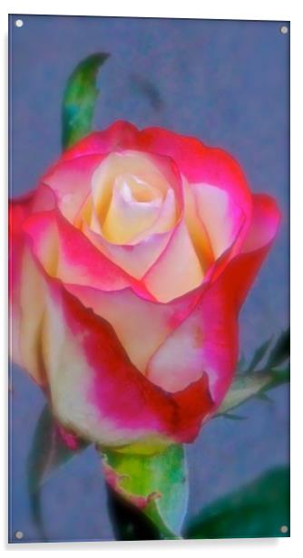 A Red and Cream Rose                           Acrylic by Sue Bottomley