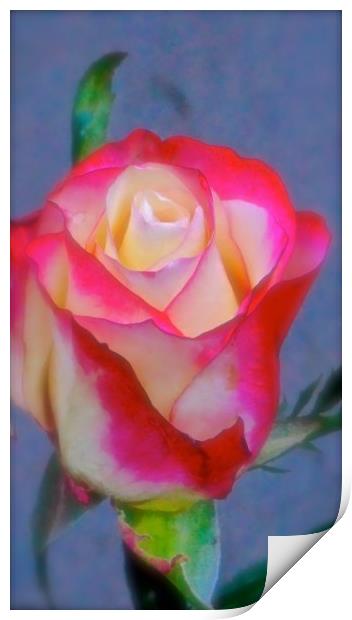 A Red and Cream Rose                           Print by Sue Bottomley