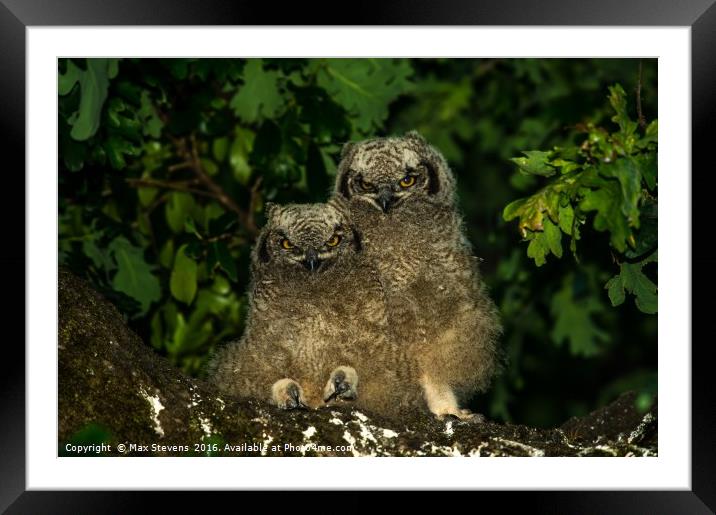 Spotted Eagle Owl chicks (Bubo Africanus) Framed Mounted Print by Max Stevens