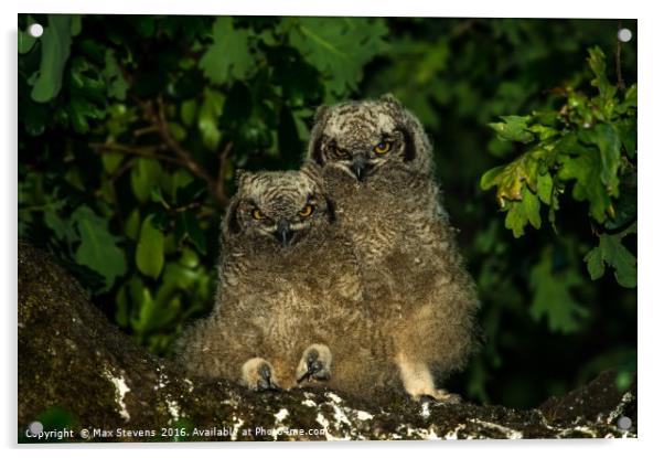 Spotted Eagle Owl chicks (Bubo Africanus) Acrylic by Max Stevens