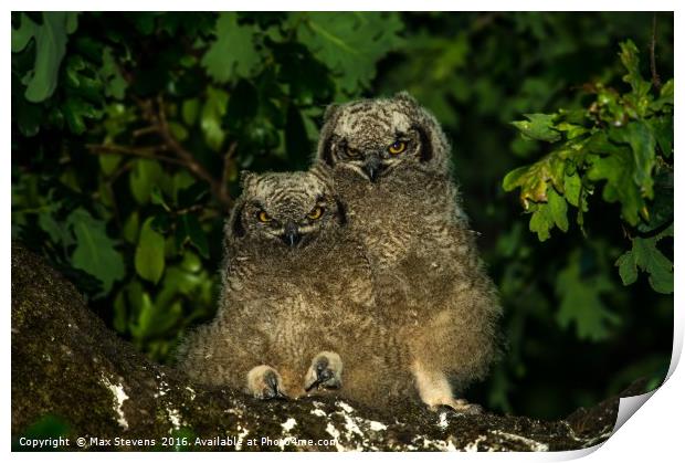 Spotted Eagle Owl chicks (Bubo Africanus) Print by Max Stevens