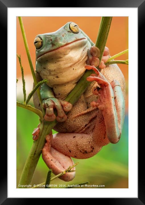 tree frog Framed Mounted Print by JASON GARTON
