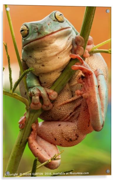 tree frog Acrylic by JASON GARTON