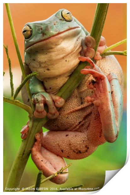 tree frog Print by JASON GARTON
