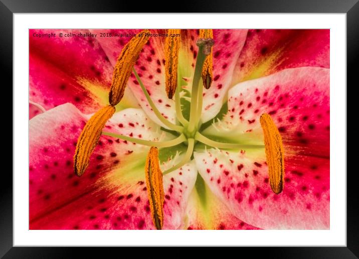 Asiatic Lily Stamen Framed Mounted Print by colin chalkley