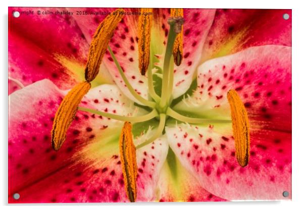 Asiatic Lily Stamen Acrylic by colin chalkley