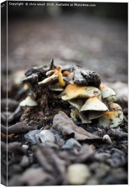 Fungus in the woods Canvas Print by chris wood