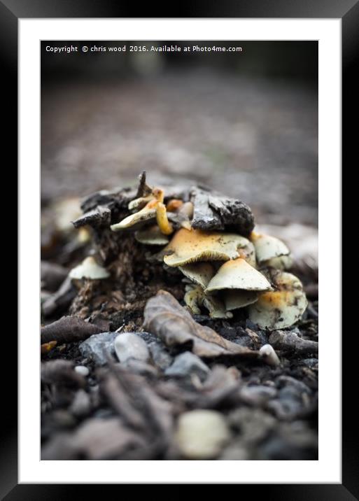 Fungus in the woods Framed Mounted Print by chris wood
