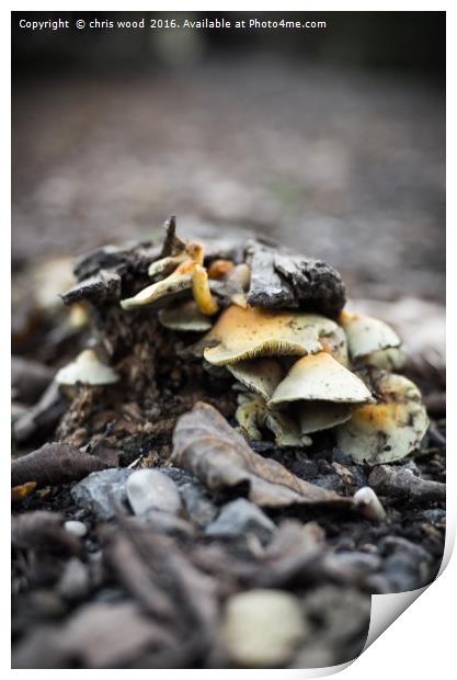 Fungus in the woods Print by chris wood
