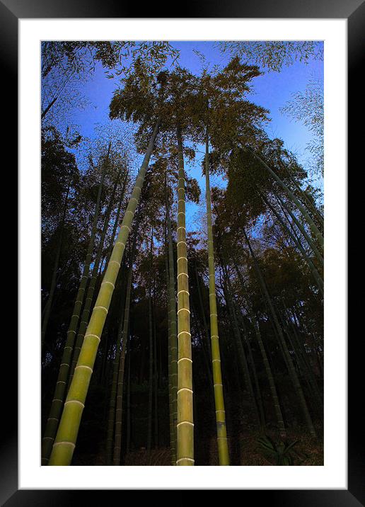 Bamboo Forest at Dusk Framed Mounted Print by Jim Leach