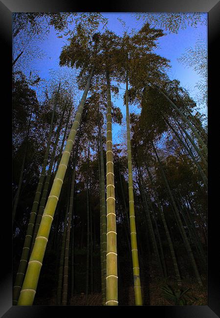 Bamboo Forest at Dusk Framed Print by Jim Leach