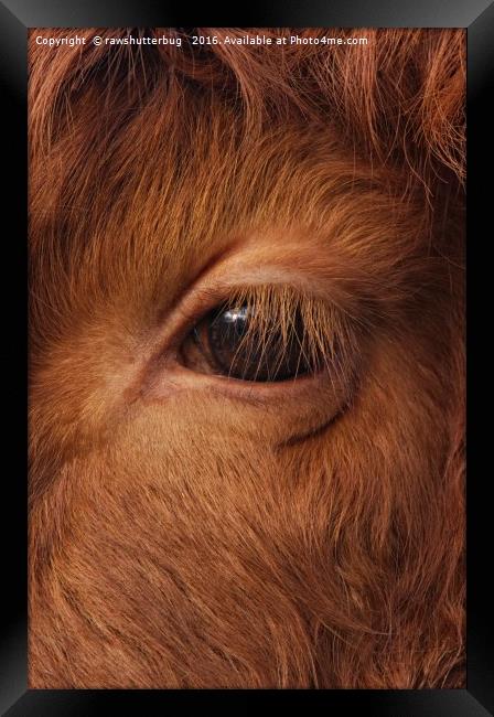 Highland Cow's Eye Closeup Framed Print by rawshutterbug 