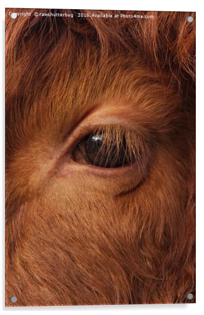 Highland Cow's Eye Closeup Acrylic by rawshutterbug 