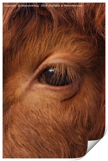 Highland Cow's Eye Closeup Print by rawshutterbug 