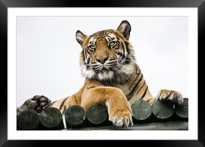 Puna theTiger Framed Mounted Print by Stephen Mole