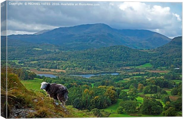 Majestic Ewe on Loughrigg Canvas Print by MICHAEL YATES