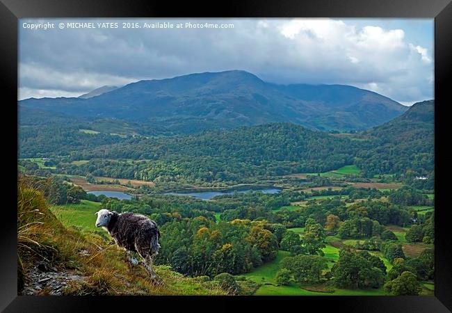 Majestic Ewe on Loughrigg Framed Print by MICHAEL YATES